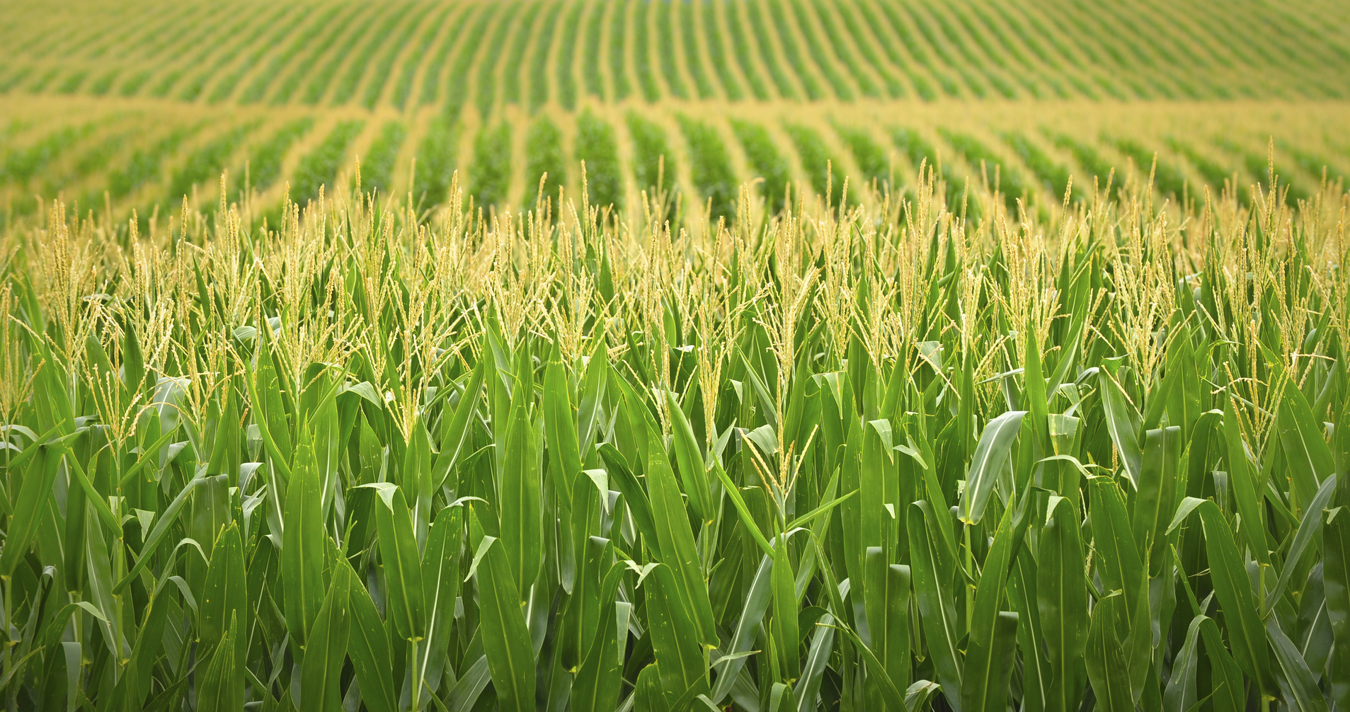 Wheat