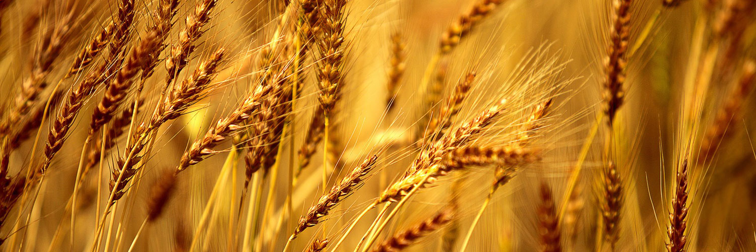 Wheat