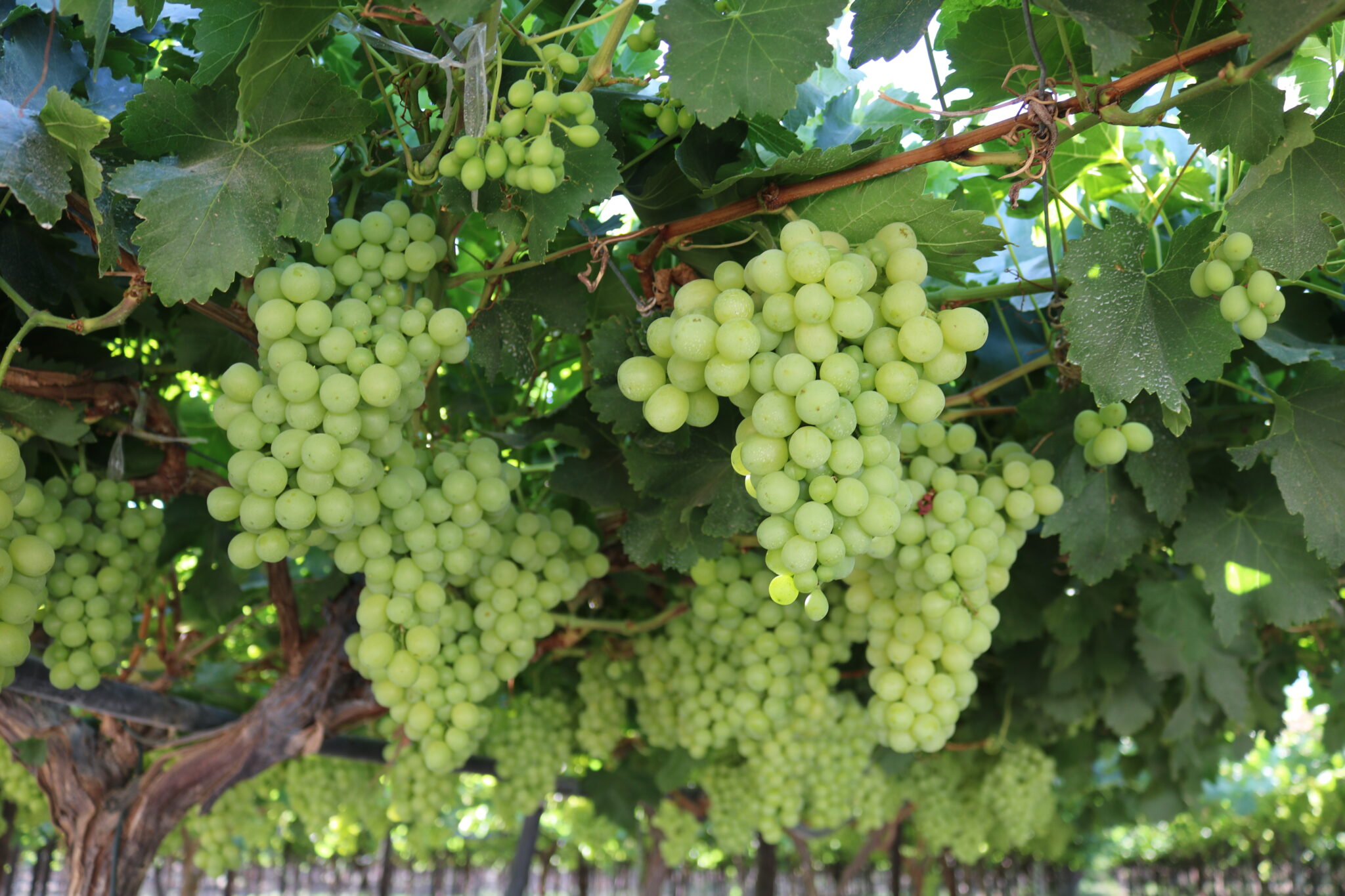 Table Grapes