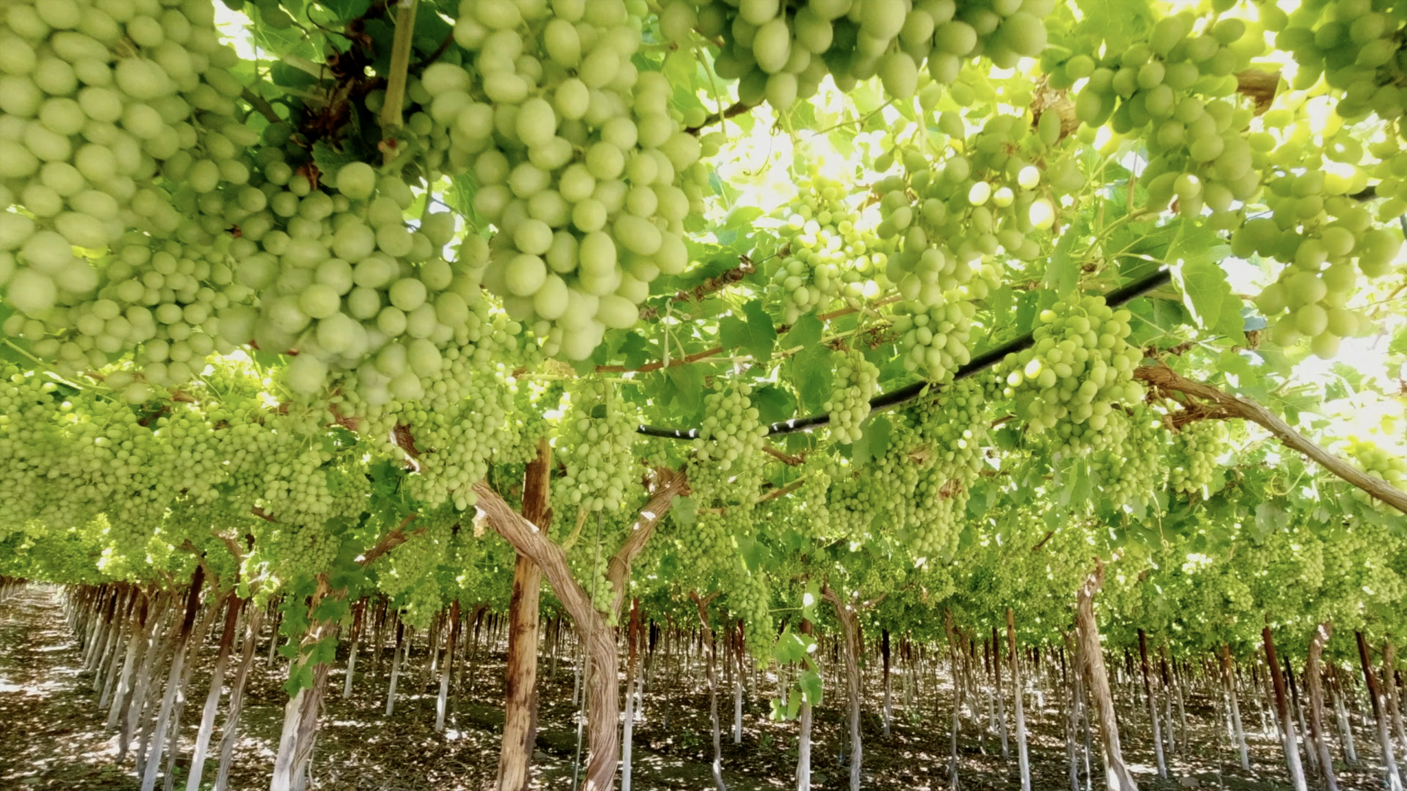 Table Grapes